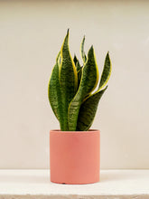 Snake Plant - A succulent plant with tall, upright leaves