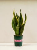 Snake Plant - A succulent plant with tall, upright leaves