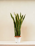 Snake Plant - A succulent plant with tall, upright leaves
