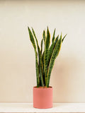Snake Plant - A succulent plant with tall, upright leaves
