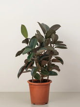 Dracaena Warneckii