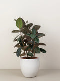 Dracaena Warneckii