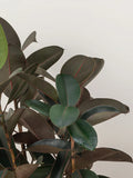Dracaena Warneckii