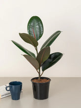 Rubber Plant