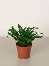 Dracaena Compacta Head