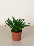 Dracaena Compacta Head