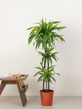 Dracaena Lemon Lime