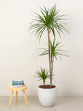 Dracaena Marginata Head