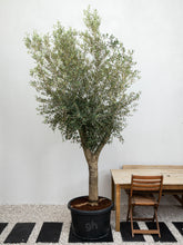 Olive Tree - A small evergreen tree cultivated for its fruit and oil