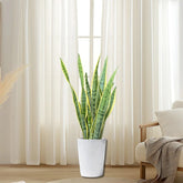 Sansevieria Trifasciata 'Laurentii' or Snake Plant