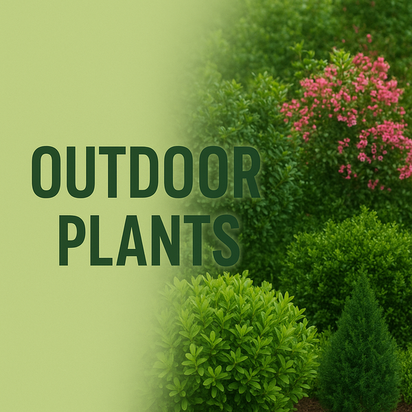 Outdoor Plants
