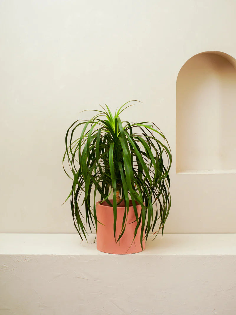 Dracaena Draco