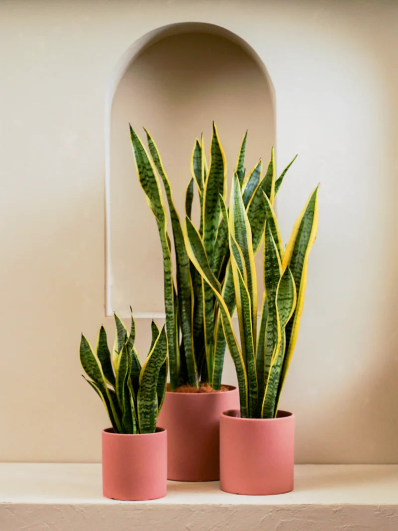 Snake Plant - A succulent plant with tall, upright leaves