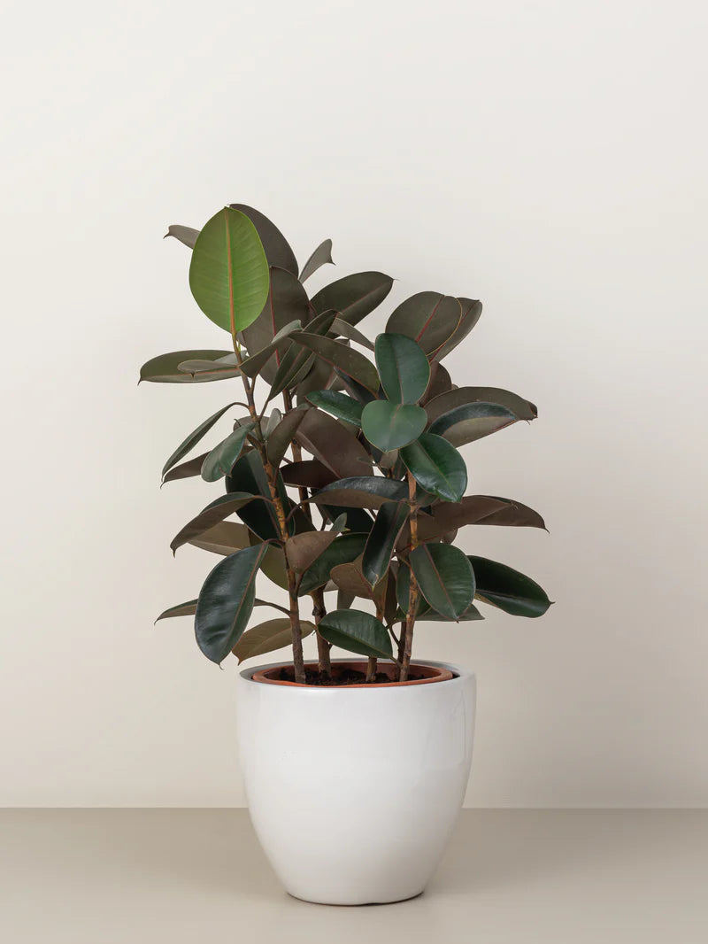 Dracaena Warneckii