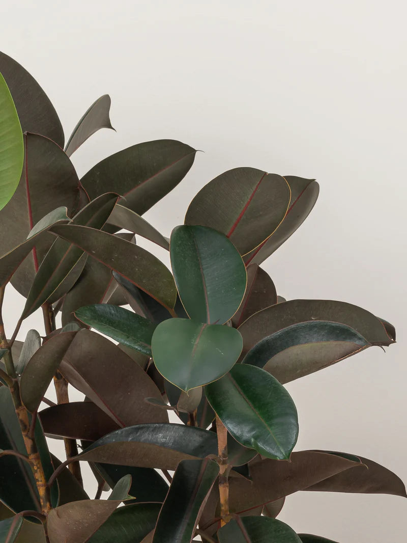 Dracaena Warneckii