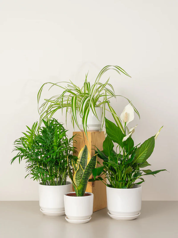 Home Decorator