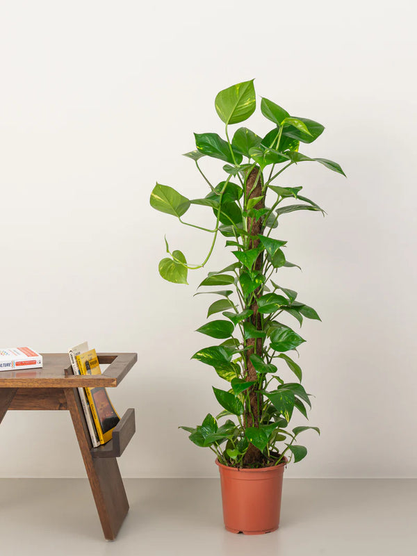 Money Tree