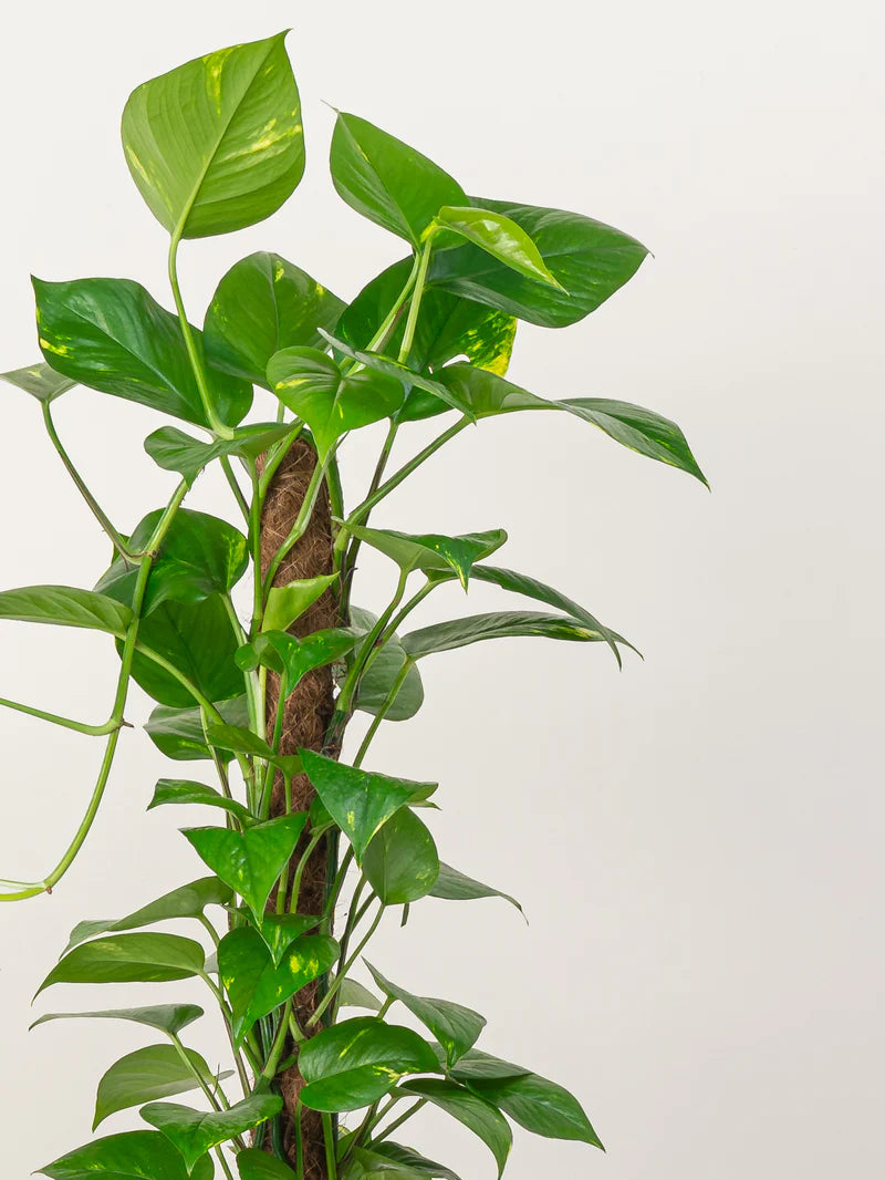 Money Tree