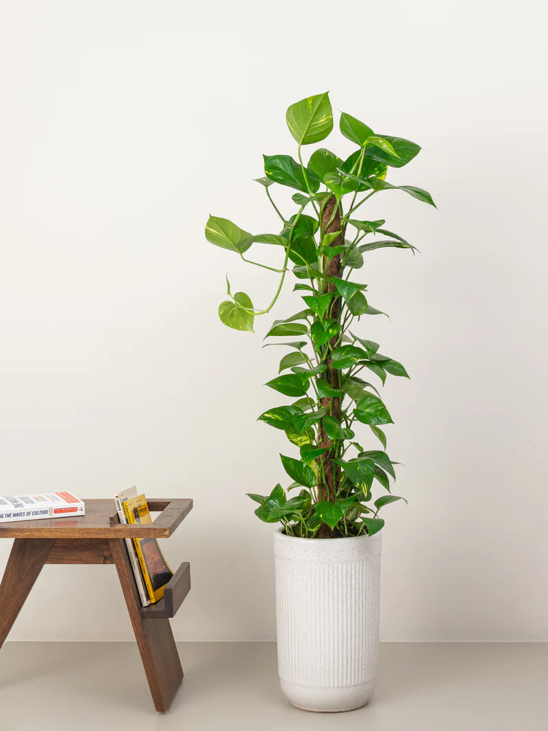 Money Tree