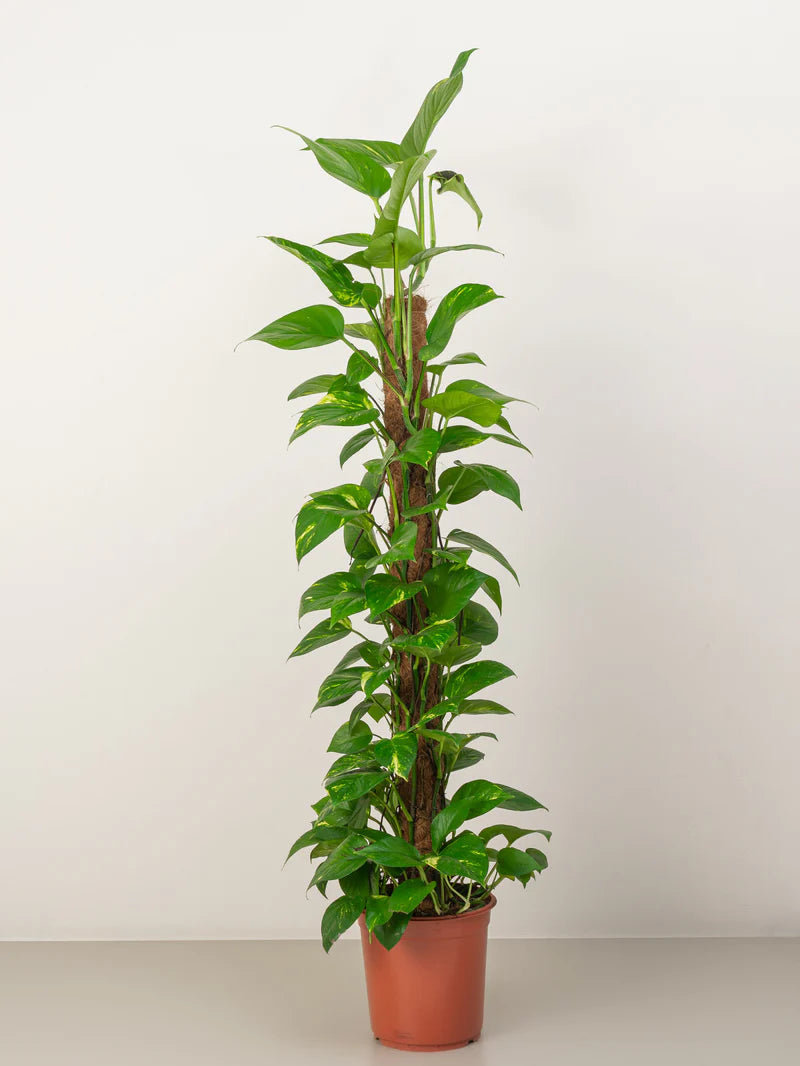 Money Tree