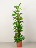 Money Tree