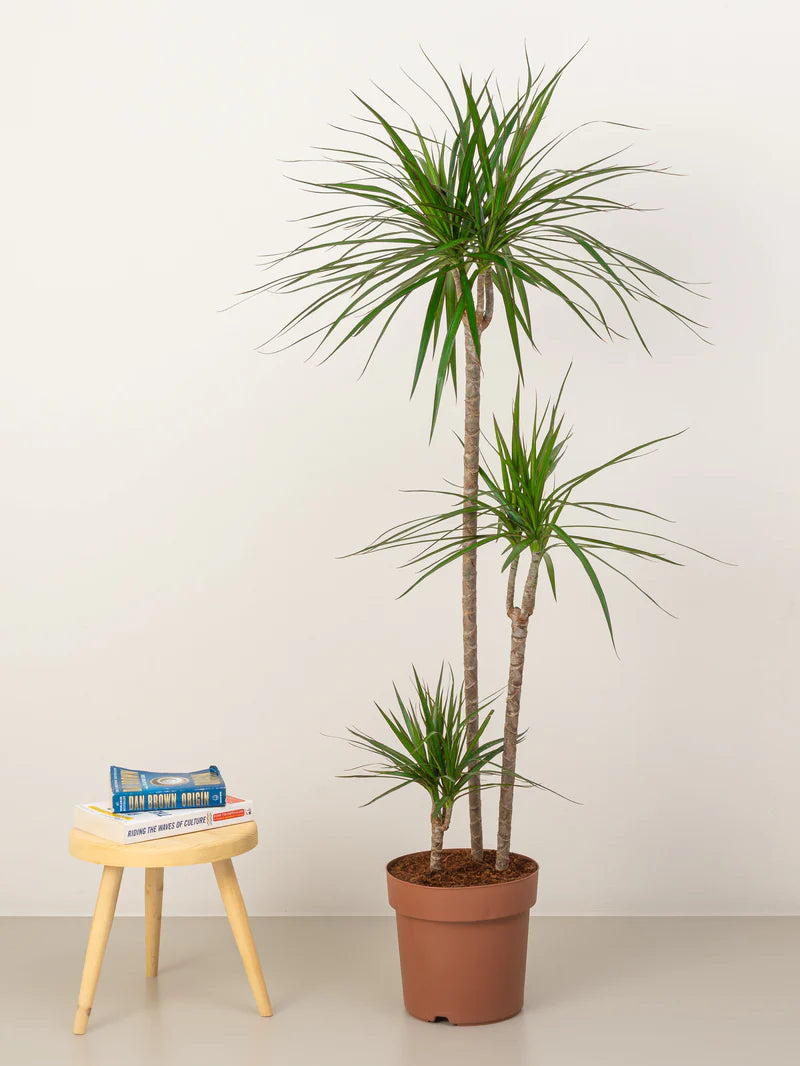 Dracaena Marginata Head