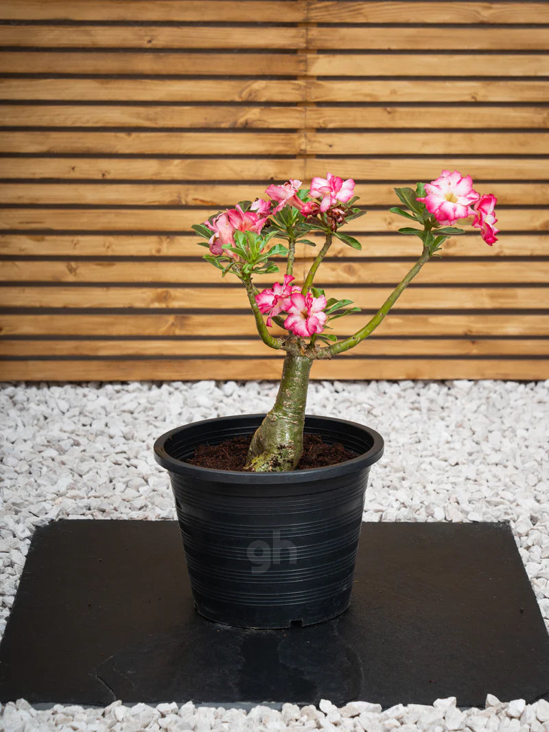 Desert Rose