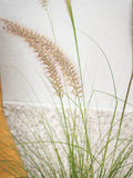 Snake Plant