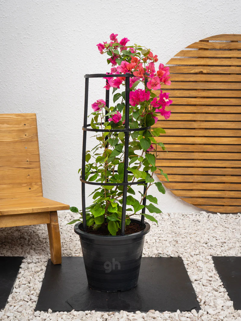 Bougainvillea