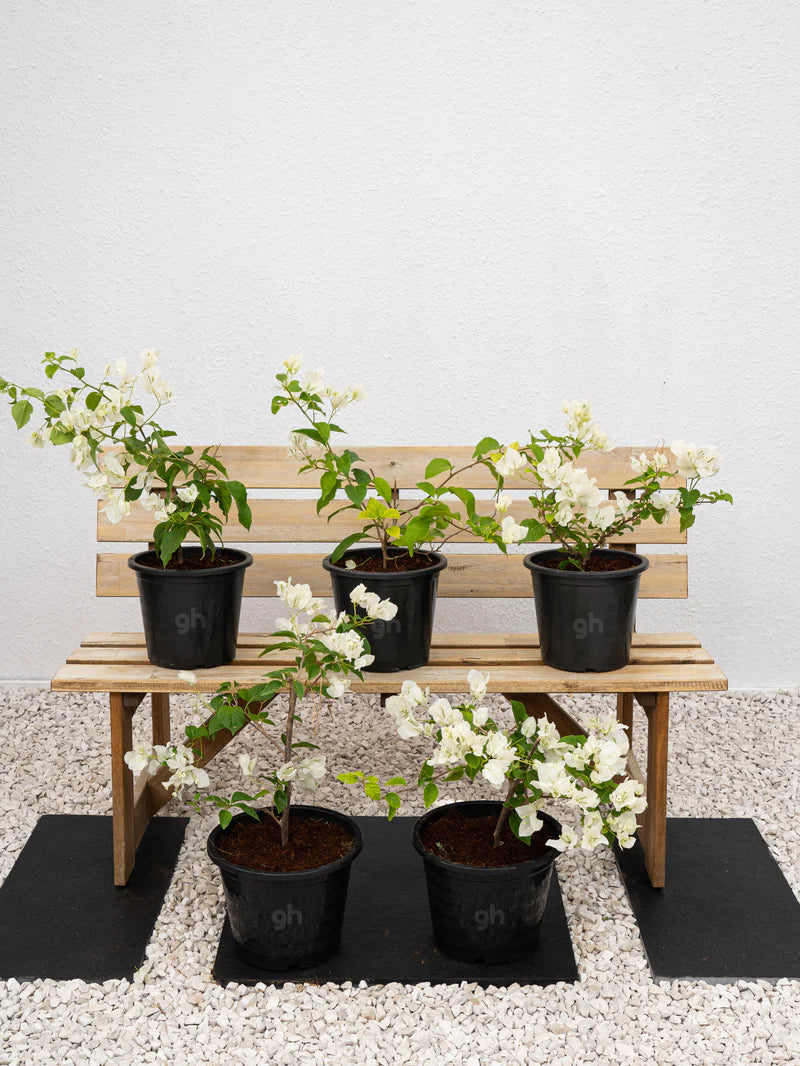 Bougainvillea
