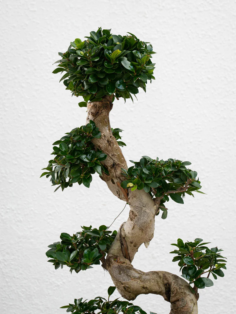 Ficus S Bonsai - A small, ornamental tree with glossy, dark green leaves