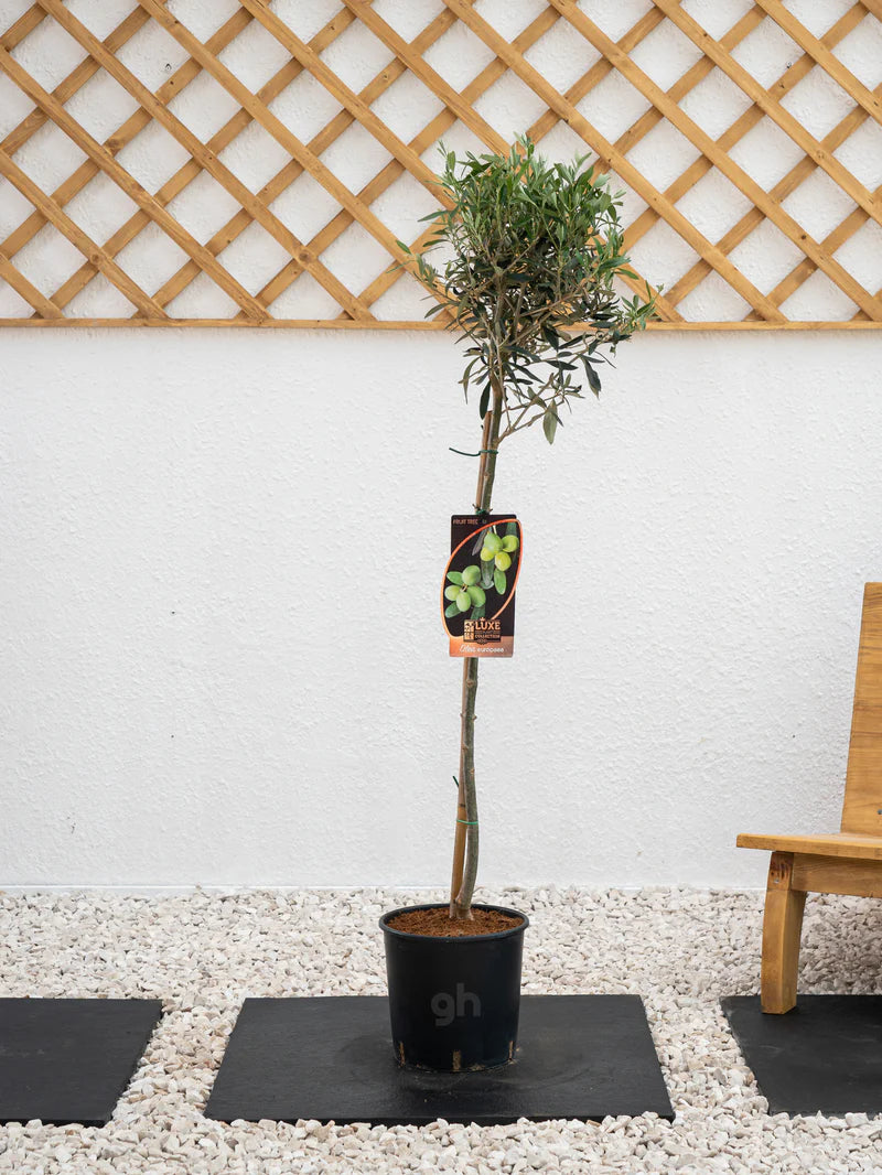 Olive Tree - A small evergreen tree cultivated for its fruit and oil