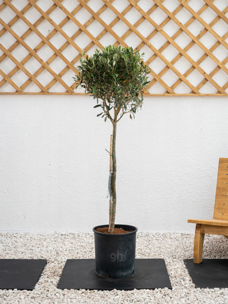 Olive Tree - A small evergreen tree cultivated for its fruit and oil