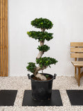 Ficus S Bonsai - A small, ornamental tree with glossy, dark green leaves