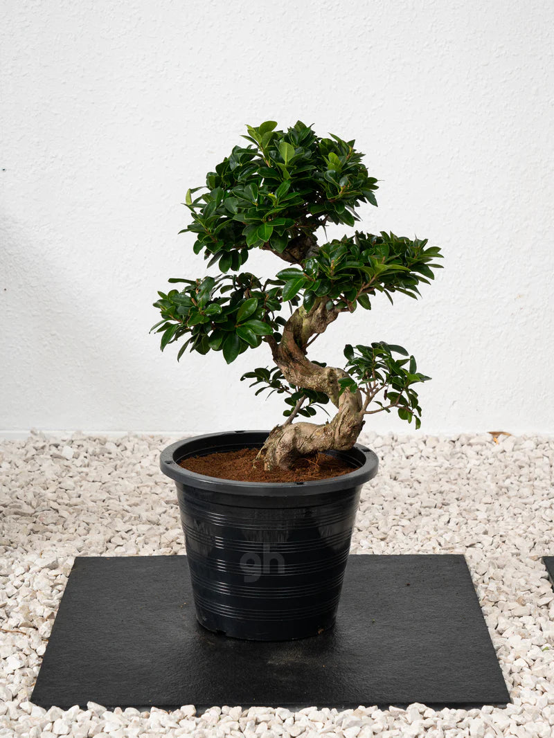 Ficus S Bonsai - A small, ornamental tree with glossy, dark green leaves