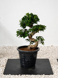 Ficus S Bonsai - A small, ornamental tree with glossy, dark green leaves