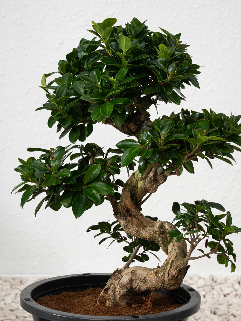 Ficus S Bonsai - A small, ornamental tree with glossy, dark green leaves