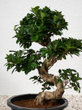 Ficus S Bonsai - A small, ornamental tree with glossy, dark green leaves