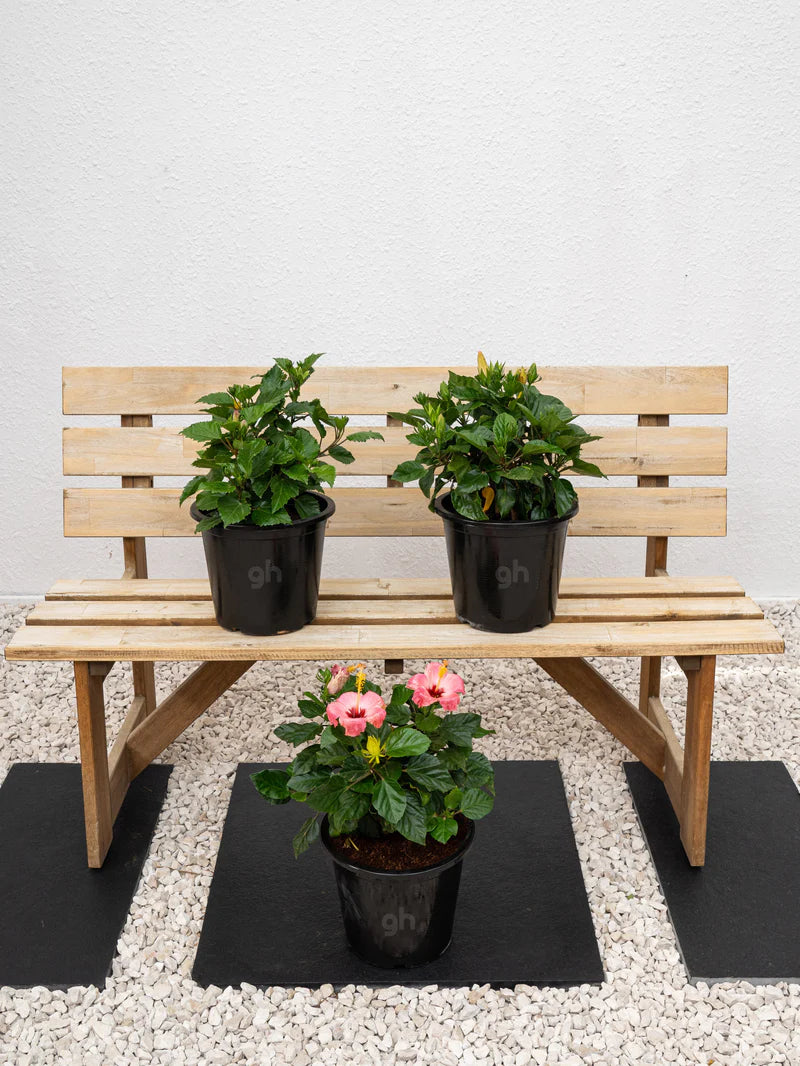 Hibiscus