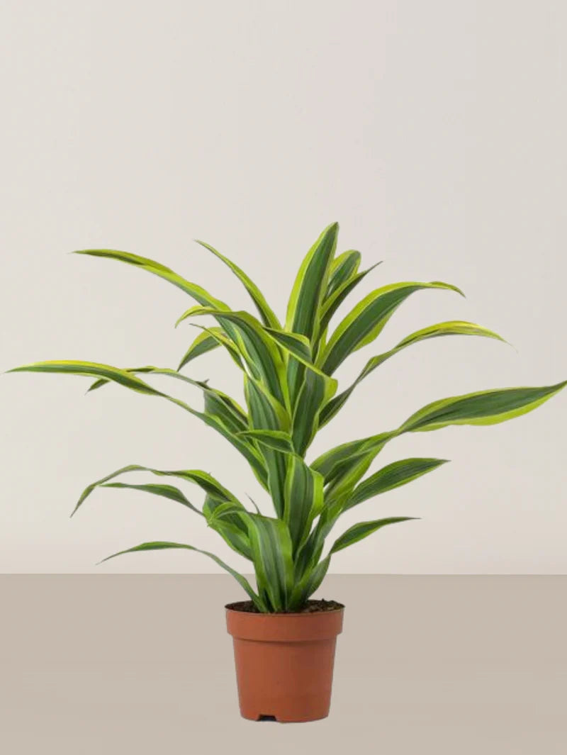 Dracaena Lemon Lime Head